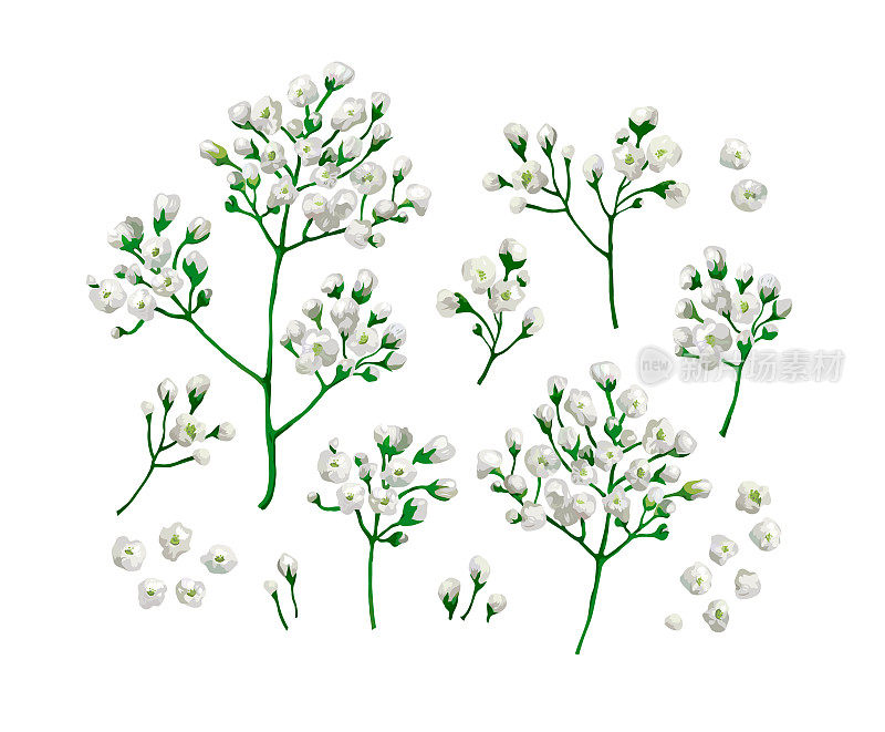 Set collection of gypsophila flower in watercolor style孤立在白色背景上。